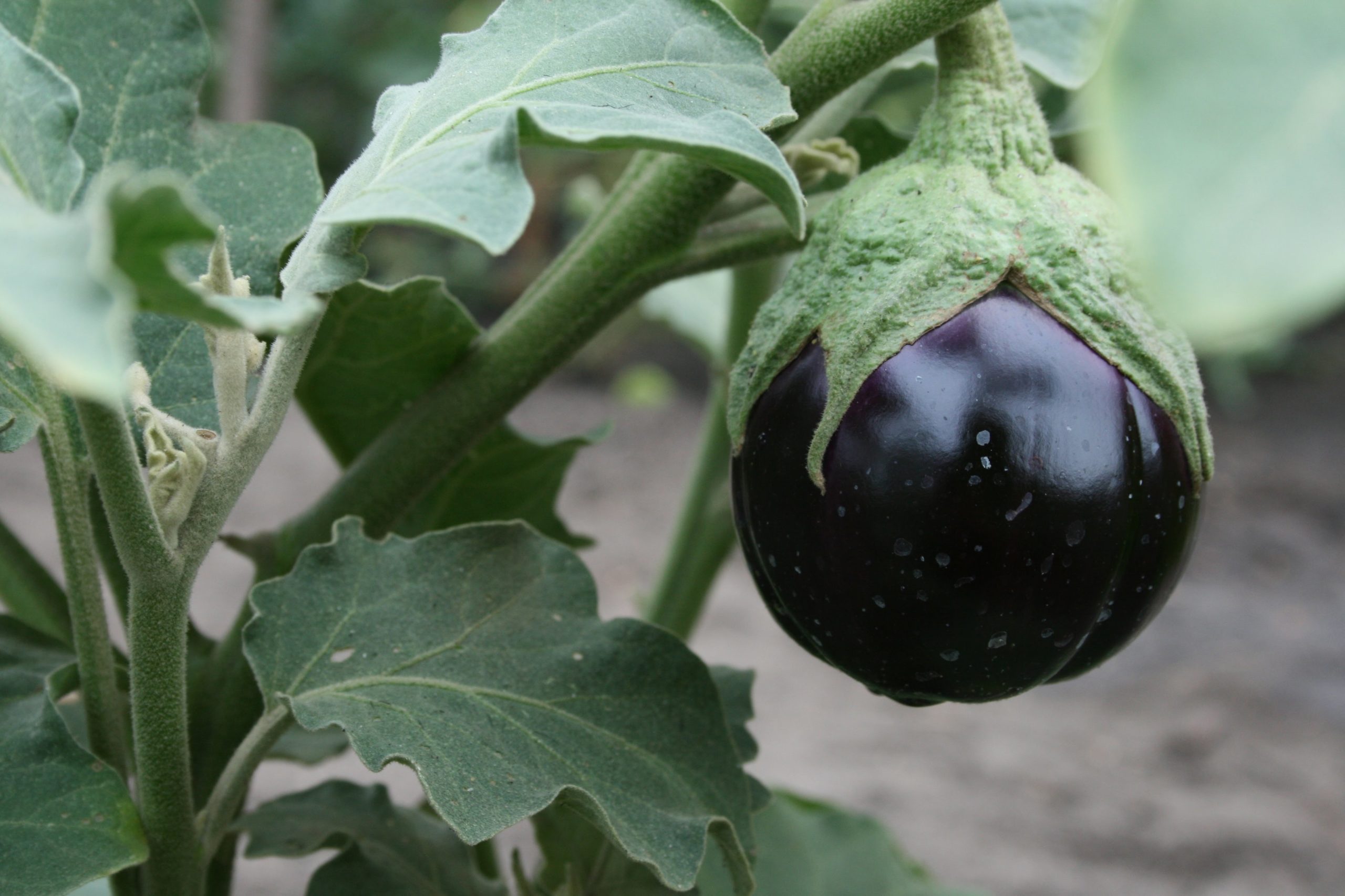 A close-up photograph of a shiny dark purple eggplant growing in one of the project’s gardens.